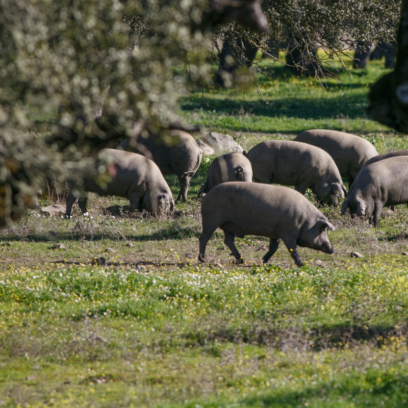 Bellota vs cebo vs cebo de campo: ¿en qué se diferencian?